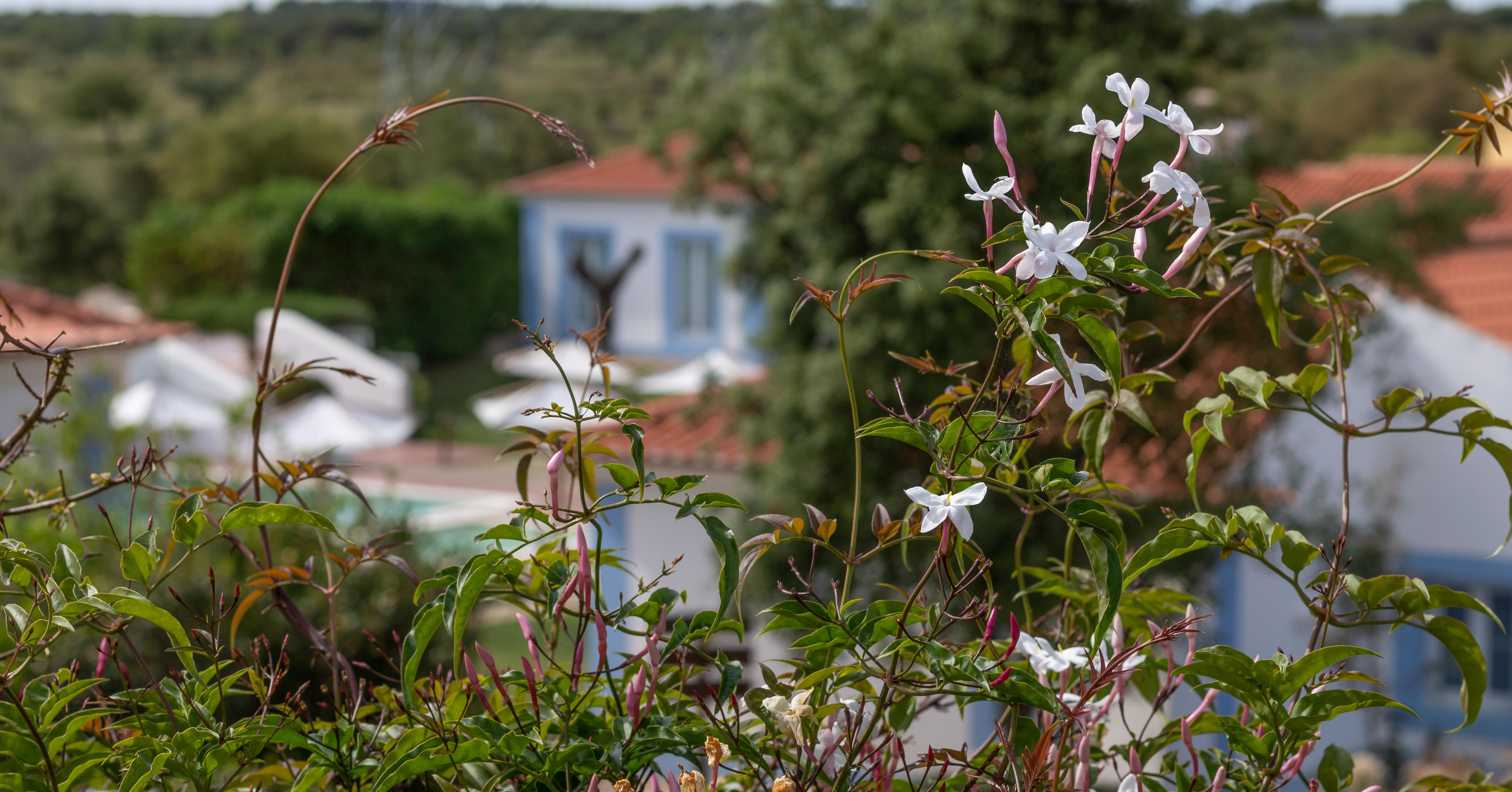 Monte Do Giestal - Casas De Campo & Spa Abela Exterior photo